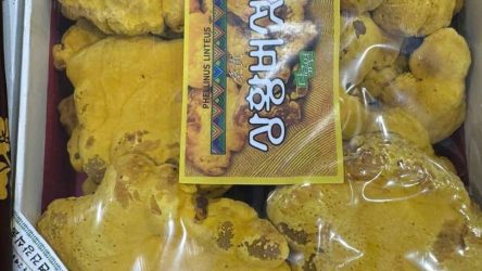 Nấm Linh Chi Thượng Hoàng : 4 lợi ích sức khỏe mà bạn nên biết